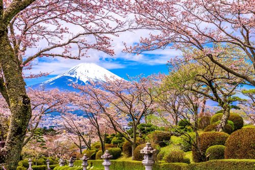 Mount Fuji Cherry Blossom Wallpaper SMP-Scenery-013