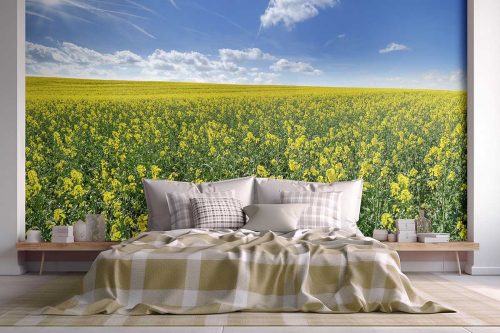 Summer Yellow Canola Flowers Wallpaper photo