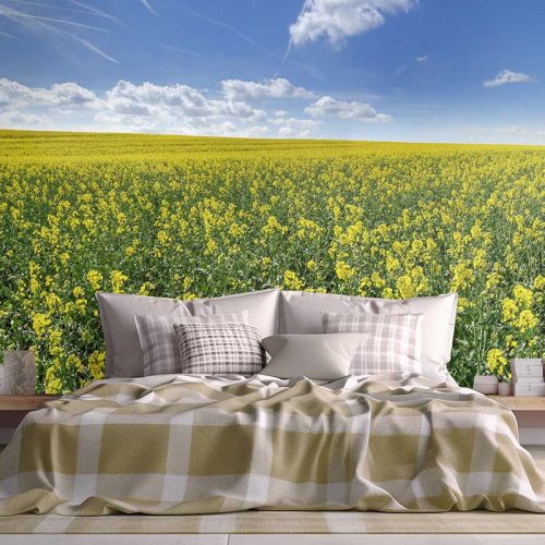 Summer Yellow Canola Flowers Wallpaper photo